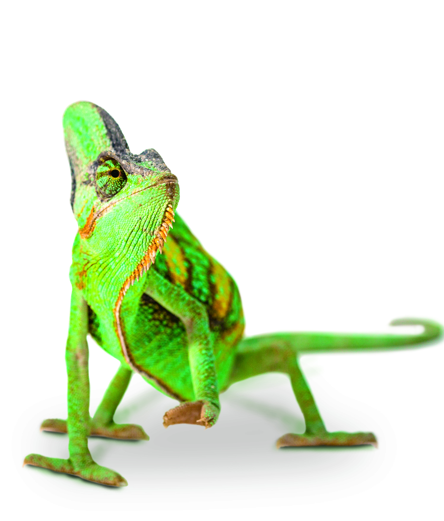 Chameleon.jpg